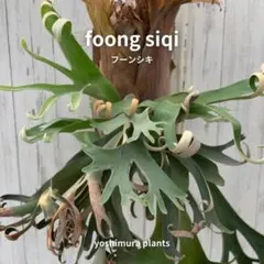 1/27写真更新　ビカクシダ　フーンシキ　oc 1/27写真更新 ビカクシダ フーンシキ oc - メルカリ