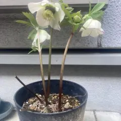 ふみちゃん様 リクエスト 2点 まとめ商品