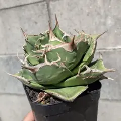 2025年最新】アガベ イラン株の人気アイテム - メルカリ