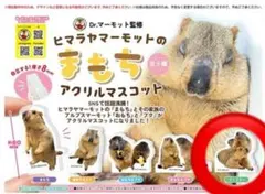 ファミリー①　マーモット　アクリルマスコット　アクリルスタンド　ガチャ