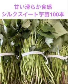 無農薬シルクスイート芋苗200本セール - メルカリ