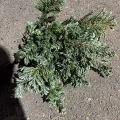 ちゃちゃ男様　専用　リューカデンドロン60本