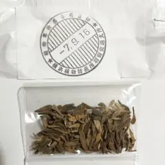 種子50粒 パキポディウム・アンボンゲンの種子 種子50粒パキポディウムアンボンゲンPachypodium ambongense