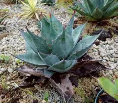 アガベ　モンタナ　選抜 アガベモンタナ】ドライガーデンにオススメのかっこいいモンタナ