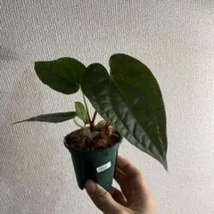 2026年最新】アンスリウム種の人気アイテム - メルカリ