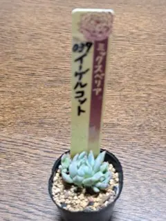 2025年最新】ミックスベリアの人気アイテム - メルカリ