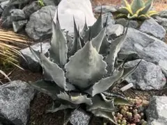 2026年最新】コロラータ アガベの人気アイテム - メルカリ