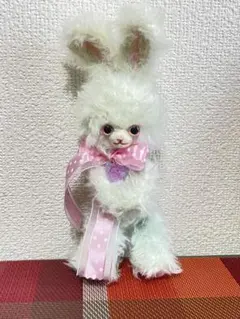 チャウテセイ】うさぎの赤ちゃんラシー - メルカリ