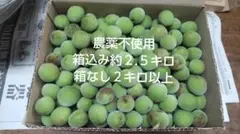 和歌山 パープル 小梅 紫 梅 2kg クール便 - メルカリ