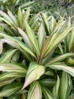 2026年最新】赤ドラセナの人気アイテム - メルカリ