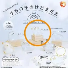 うちの子のけだまだま　犬　プードル