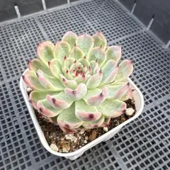 多肉植物　ジャッカルのサムネイル
