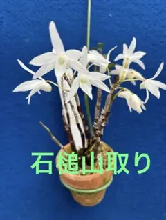 デンドロビウム セッコク 長生蘭 雷山 - メルカリ