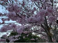 【新品未使用】ジェラート ピケ　プードル柄ロングパンツ（オフホワイト）