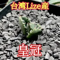 SSS級★アガベチタノタ　皇冠　クラウン　子株　高級品種　優良血統　宅急便発送のサムネイル