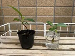 みえ様確認用です。実生普通ガジュマルミニ