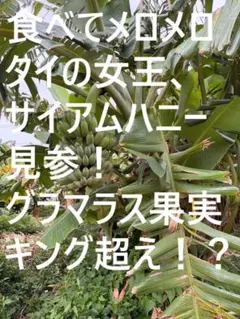 2026年最新】ドワーフナムワの人気アイテム - メルカリ