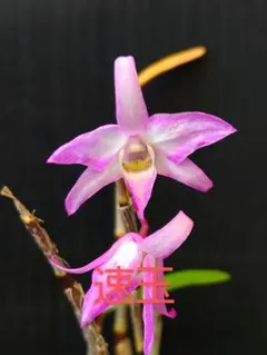 山野草 富貴蘭 長生蘭(セッコク 速玉)