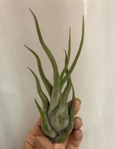 シェリッペ様 リクエスト 2点 まとめ商品