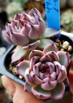 おらいさん ロメオ×ざわわ コロラータ×ざわわ 札付き2個セット 2025年最新】コロラータ ざわわの人気アイテム - メルカリ