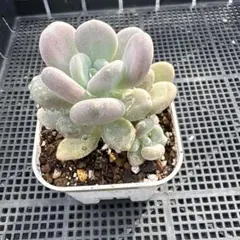 多肉植物♡姫星美人♡ポットごと発送のお値段です^^ - メルカリ
