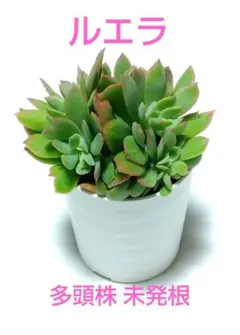 ルエラ 多頭株 カット苗 エケベリア 多肉植物