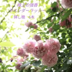 ​✨つるバララベンダーラッシー挿し穂5本✨極上の強香◆10年大株ピンク薔薇苗のサムネイル