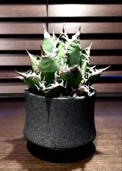 【現品鉢付き】レッドキャットウィーズル　ゴリ猫 アガベ レッドキャットウィーズル / 厳ついノギのゴリ猫さん