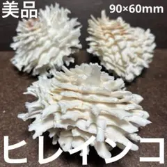 美品　フィリピン産　ヒレインコ　3点セット