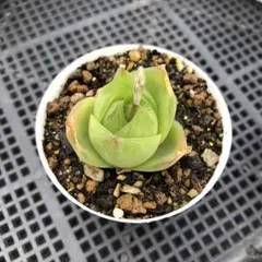 ぺんちゃん様 リクエスト 2点 まとめ商品