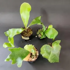 2025年最新】ヒリーパオパオの人気アイテム - メルカリ