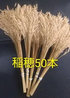 稲穂 50本セット 自然素材