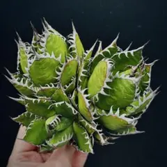 2026年最新】アガベ ホリダの人気アイテム - メルカリ