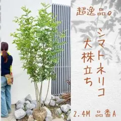超逸品。シマトネリコ大株立ち2.4M(鉢底から)品番B - メルカリ