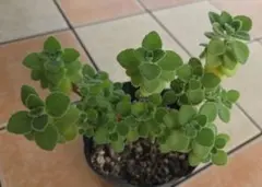 多肉植物 アロマティカス③ 木立 根付き 抜き苗 | Mercari