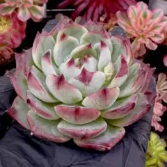 an-chell.chan様 リクエスト 4点 まとめ商品