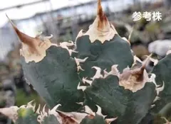 Rourusanco ロウルサンコ　チタノタ レジェンド&マサカリ　セット Rourusanco ロウルサンコ チタノタ レジェンド&マサカリ セット 2025年