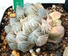 発根済‼️極上班‼️多肉植物 ハオルチア オブツーサ錦 水中月錦 抜き苗
