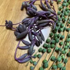 多肉植物 カット苗セット グリーンネックレス、ルビーネックレス ③