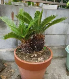 2025年最新】蘇鉄 子株の人気アイテム - メルカリ