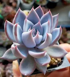 2026年最新】ミックスベリア葉挿しの人気アイテム - メルカリ