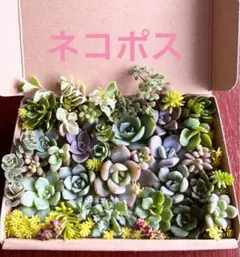 多肉植物カット苗詰め合わせ　リジュ　ピュアラブ　トラムソ　シャルモン