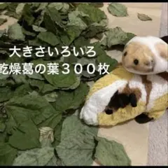 ふみちゃん様 リクエスト 2点 まとめ商品