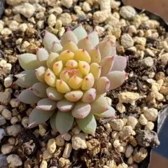 2026年最新】ミックスベリアの人気アイテム - メルカリ