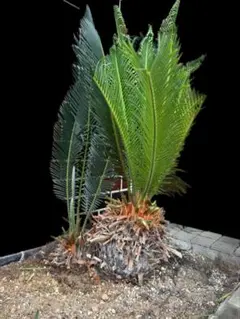 獅子ソテツ 多頭型/抜き苗にて発送 - メルカリ