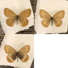 オオイクビカマキリモドキの標本 ハエ カゲロウ かげろう ヘビトンボ