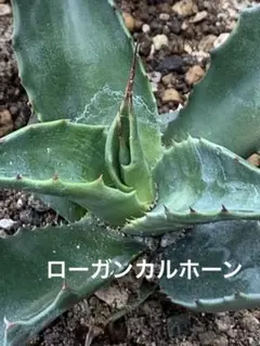 激レア/ブラックスキン/極太/ドワーフ 】アデニウム カピ 鉢植えG-15