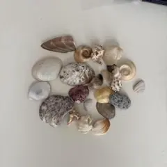 貝殻セット ハンドメイド素材