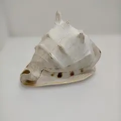 貝殻(沖縄の青い海の宝) タカセガイ蓋付 - メルカリ