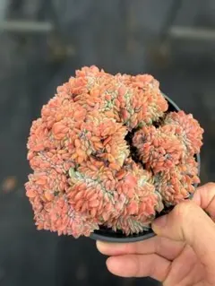 Top【選抜株】多肉植物 15531ベゴニア 35個 鉢無し/脱土 - メルカリ
